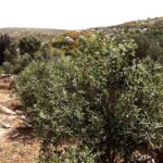 Το Ιερό των Πηγών στο Φλεριό