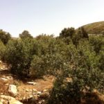 Το Ιερό των Πηγών στο Φλεριό