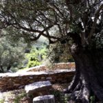 Το Ιερό των Πηγών στο Φλεριό