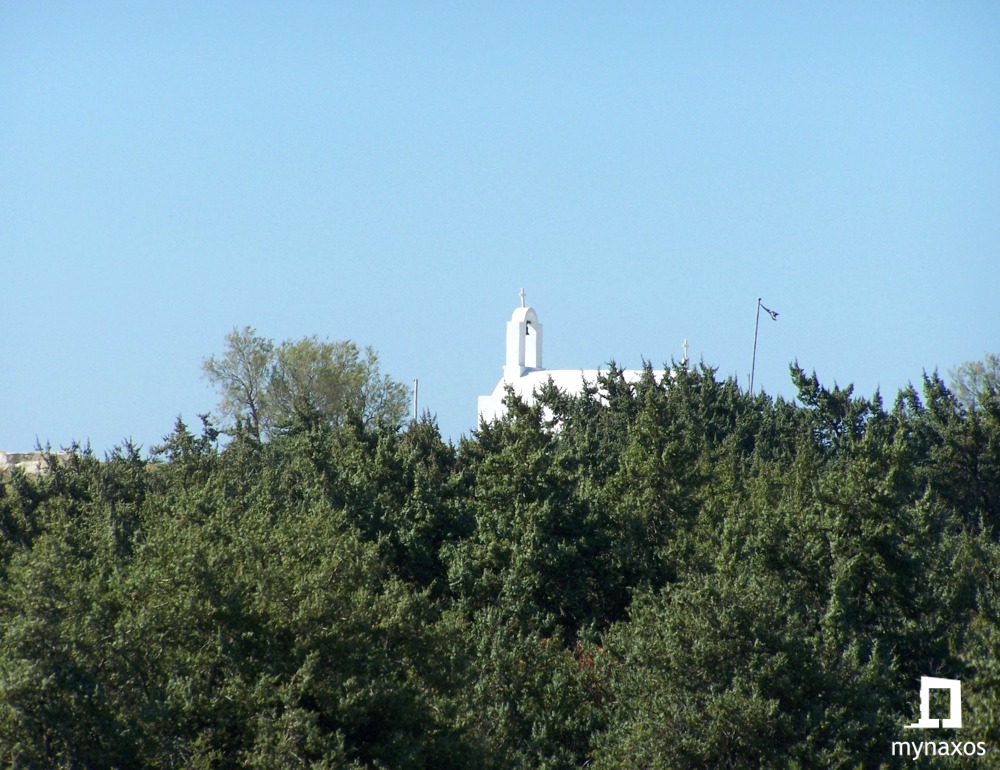The cedar trees of Agia Anna