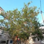 Δαμαριώνας